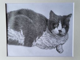 Black and white pet portraits